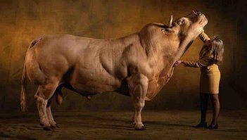 15 самых больших животных-рекордсменов