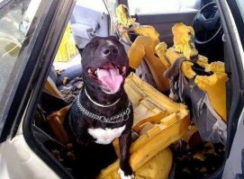 Подборка автоприколов. Часть 219