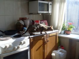 Это мелкие бенгалы, ещё окрас не видно. вот подрастут, будут красавцами. вот у меня такой был.