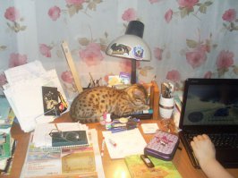 Это мелкие бенгалы, ещё окрас не видно. вот подрастут, будут красавцами. вот у меня такой был.