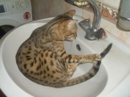 Это мелкие бенгалы, ещё окрас не видно. вот подрастут, будут красавцами. вот у меня такой был.