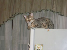 Хочу себе такого кота, но не помню какая порода