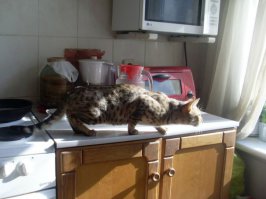 Хочу себе такого кота, но не помню какая порода