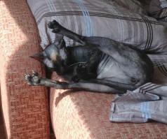 Назвали кошку Фрида, вспомнив знаменитую художницу Фриду Кало. Художница эта отличалась довольно таки свободными взглядами для того времени...ну вот и получили ))) Как вы лодку назовёте, так она и поплывёт (с)