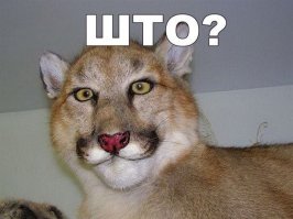 Пара забыла предупредить кошку о пополнении в их семье