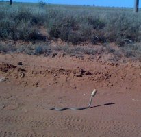 10 необычных фактов об Австралии