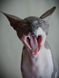 когда вижу на фишках укрокомментарии.