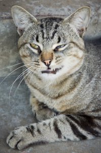 Без кота и жизнь не та!