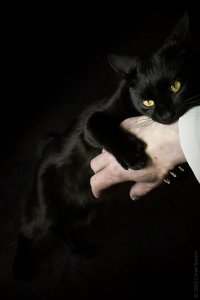 Без кота и жизнь не та!