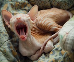 Без кота и жизнь не та!