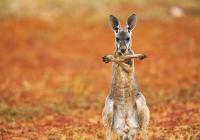 На право пойдешь коня потеряешь
Налево пойдешь крокодил сожрет...


Не расслышал


Ой дурак... Ну ну иди