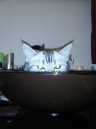 Кошки — это жидкость