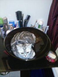 А моя купаться не любит, но в раковине лежит постоянно.