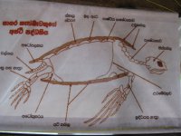 Раньше такие плакаты с коровками и хрюшками у нас в мясных отделах висели.