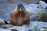 Ну этим худеть совсем не к чему, загнуться зимой в спячке. А остальным диета не помешает.