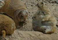 Ну этим худеть совсем не к чему, загнуться зимой в спячке. А остальным диета не помешает.