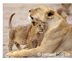 Какие же это тигры? или львицы?? ну ППЦ...

У масайского, трансильванского и мозамбикского львов грива негустая, короткая, зачесанная назад ото лба, на брюхе ее нет. Плечи безгривые. Сенегальский лев чуть меньше берберийского, более рыжий и без гривы на брюхе. У абиссинского, капского и персидского львов грива и на брюхе и на плечах. У индийского льва грива невзрачная, жидкая либо ее совсем нет.