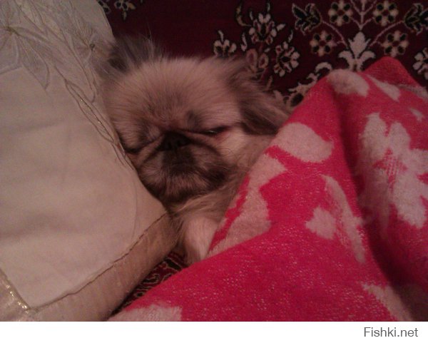 Моя красотка.