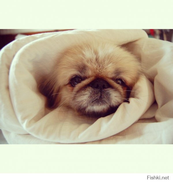 Моя красотка.