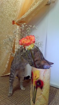 Фотографии котов, сделанных в самый нужный момент