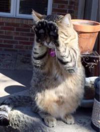 Милейшие коты от Vicky Mount