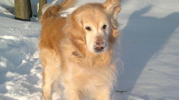 Самые трудолюбивые собаки мира