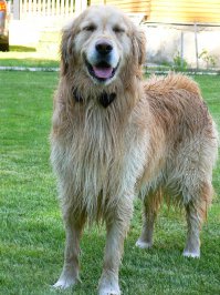 30 веселых фотографий с животными