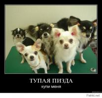 Один день из жизни служебной собаки