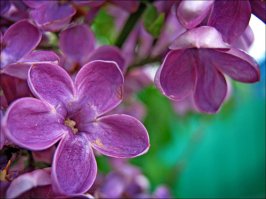 На счастье! :)