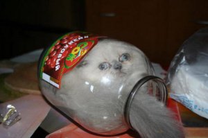 33 животных, попавших в ловушку 