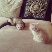 а для меня вот это кошка года=) моя малышка=)