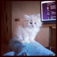 мой страшилкин=)
сейчас уже красивая молодая кошечка=)