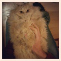 пфф. Вот кошка!:)