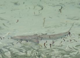 А этих там никто не кормит