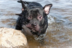 А вот мой отряхивается:)