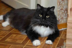 прям родственники нашему:))