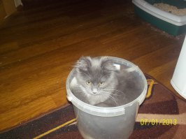 Позвольте добавить и своего котэ, у которого мы квартируем:)