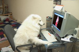 17 собак, которые уверены, что они - люди 