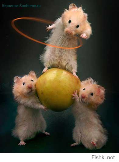 Хомячки