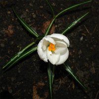 с какого-то прошлого года, пока ещё нету