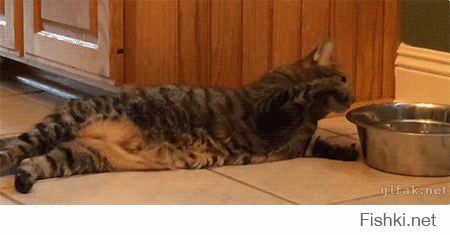 16 котов, понимающих, что значит похмелье