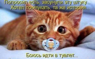 Неправильные коты 