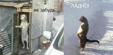 27 котов, которые любят сидеть  по-человечески