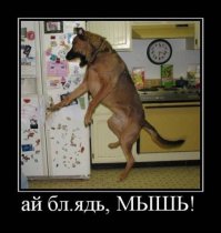 28 собак, поведение которых не поддается объяснению