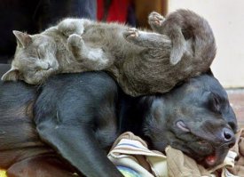 Кошки - самые лучшие друзья собак