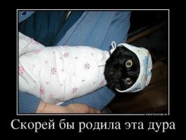 17 животных, которые сыты по горло этими вашими обнимашками