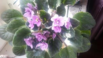 Хороший подарок - цветок, выращенный своими руками!