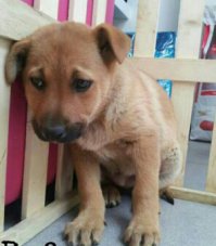 Удивительно, как на собачьей мордочке, проявляются человеческие эмоции! Как же я люблю собак!