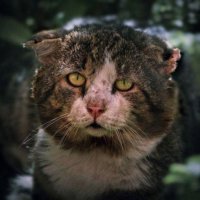 Кто там хочет меня искупать, и остаться в живых?