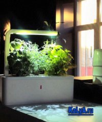 Зимой ему нужена искусственная подсветка часа четыре!